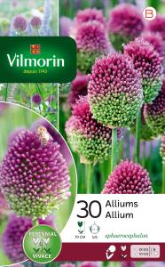 Allium Sphaerocephalon (x30)